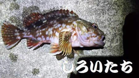 厳しい、小潮。