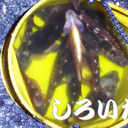 淡路島2日目。福良から洲本へ