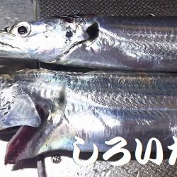 マイワシとタチウオ。