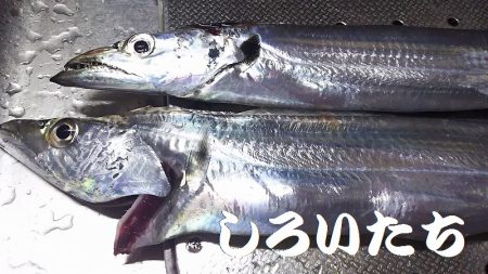 マイワシとタチウオ。