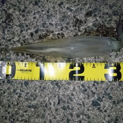 2019年初釣り ヤリイカ編