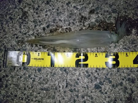 2019年初釣り ヤリイカ編