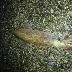 ヤリイカ狙い！