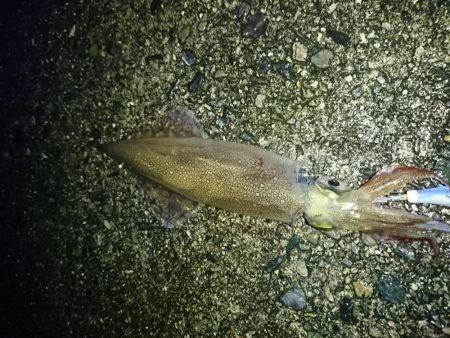 ヤリイカ狙い！