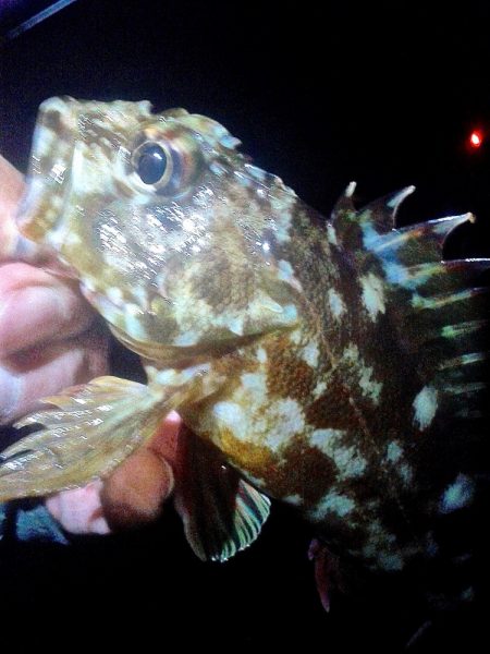 メバル 初めてのウキ釣り