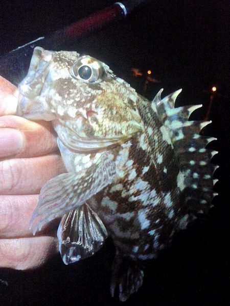 2019年初釣り初投稿