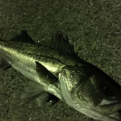 出来過ぎな初釣り