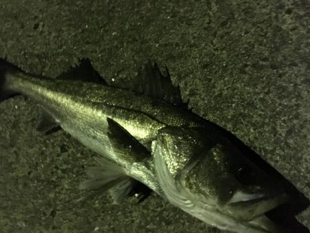 出来過ぎな初釣り