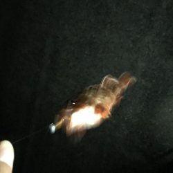 ライトワインド