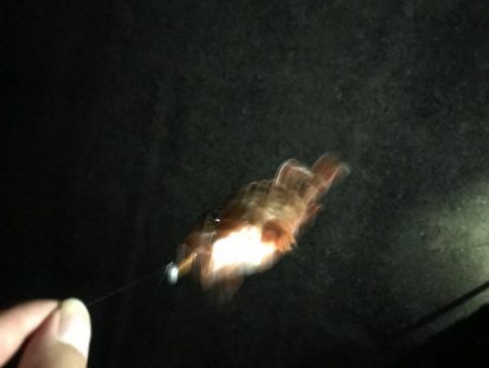 ライトワインド