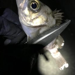 激寒メバリング