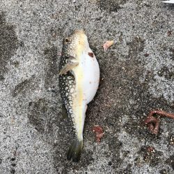 投げ釣り聖地釣行