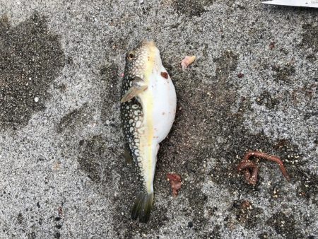 投げ釣り聖地釣行