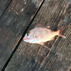 うちの海カレイ