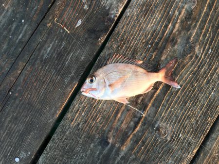 うちの海カレイ