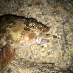 初釣りはガシリング