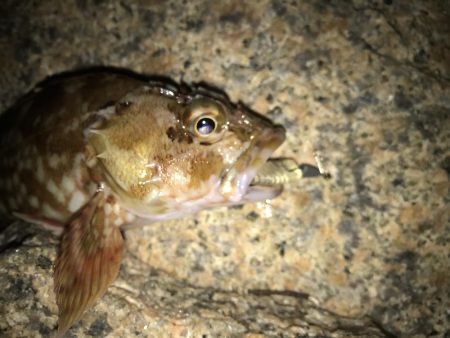 初釣りはガシリング