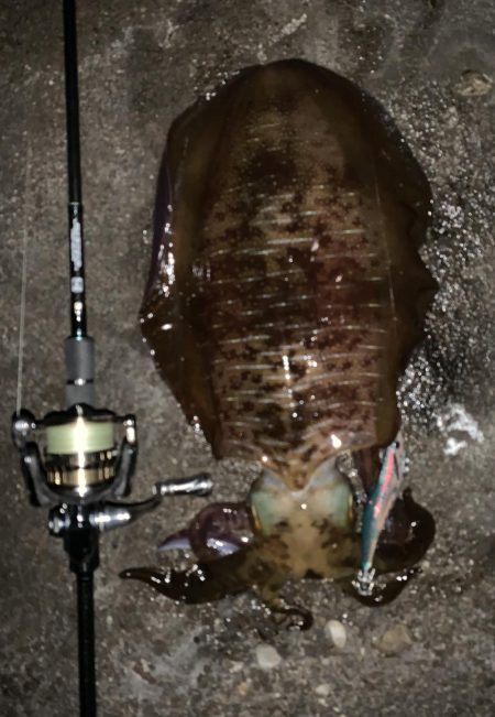 2019初のキロアップ