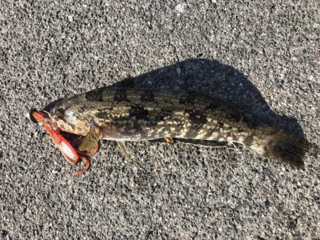 初釣りロックフィッシュ