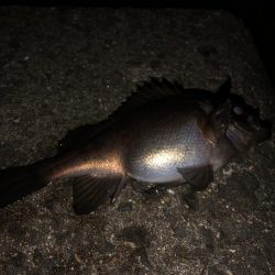 やや遠投で表層のみに反応