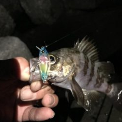 メバル プラッキング〜