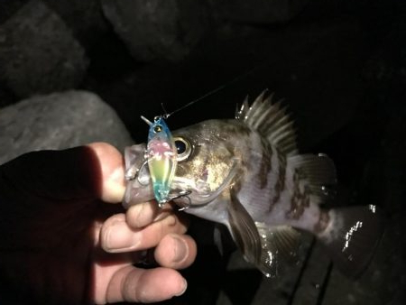 メバル プラッキング〜