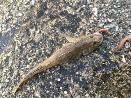 激風 ちょい投げ