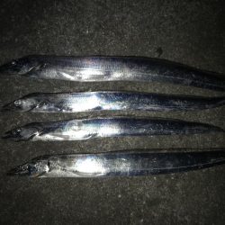 イルカの群れがタチウオを連れてきたのか！