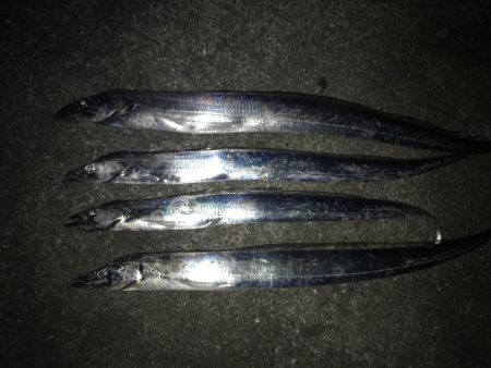 イルカの群れがタチウオを連れてきたのか！