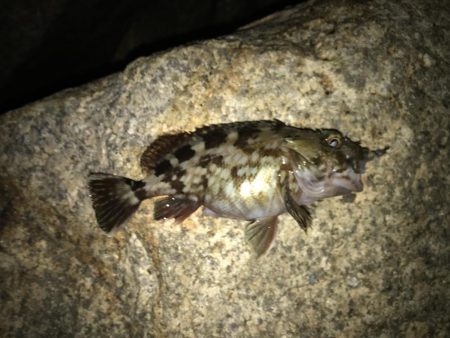 フィッシングマックス芦屋店のフォトコンテス…