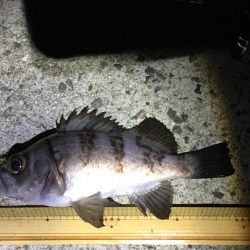 メバリング プラグ縛り