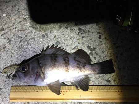 メバリング プラグ縛り