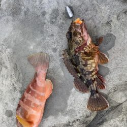 ライトロックフィッシュ