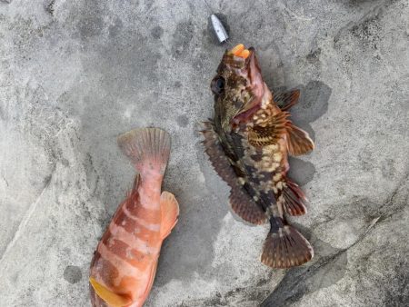 ライトロックフィッシュ