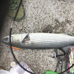 1チャンスGET!!メジロ