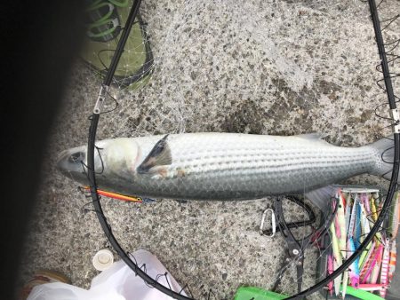 1チャンスGET!!メジロ