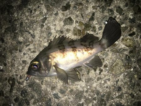 初釣りライトゲーム