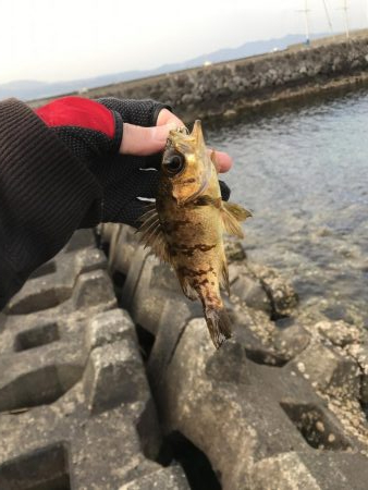 デイライトルアー