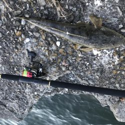 新年初フィッシュ