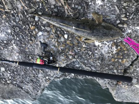 新年初フィッシュ