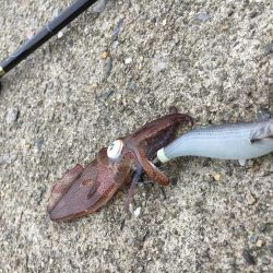 デイヒイカ釣行