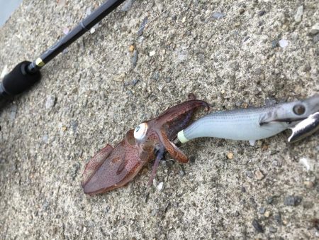 デイヒイカ釣行