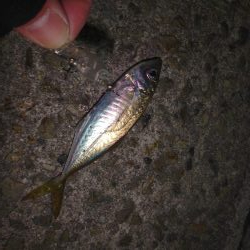 仮屋でメバリング。