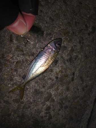 仮屋でメバリング。