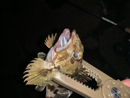 明石メバリング シャローゲーム