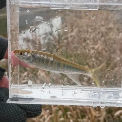 赤根川・オイカワ釣り