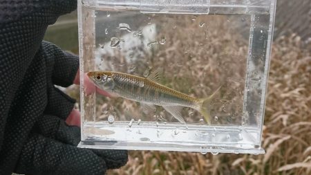 赤根川・オイカワ釣り