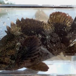 谷八木海岸・根魚