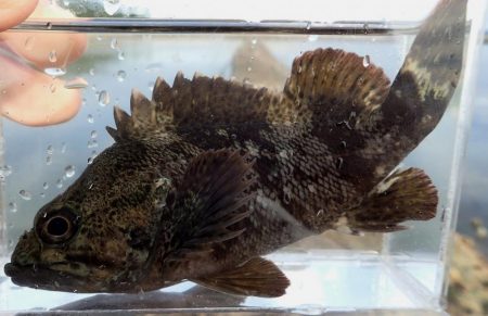 谷八木海岸・根魚