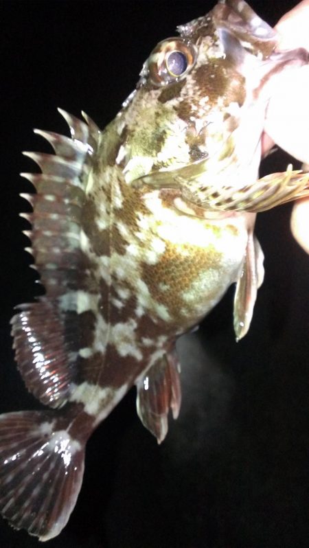 初釣りもガシラ